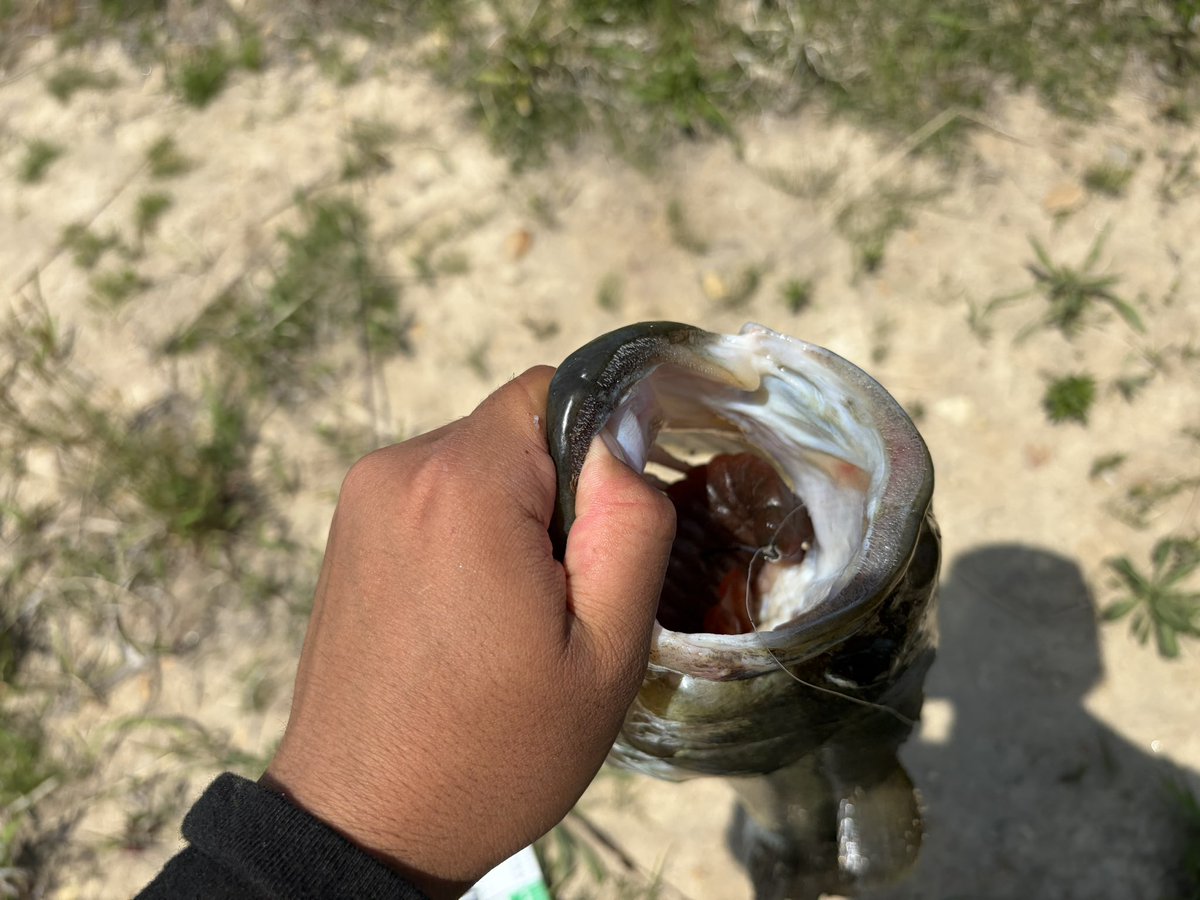 hamudonnn's tweet photo. 似て非なる物の使い分けで50釣れた！
最初はハドルギル5.8で乗らず、ブルフラ5.8にに変えたらまた食ってきて見事に乗りました。
食わせ重視のハドルギル、フッキング重視のブルフラ、って勝手に思って使ってて正解やったわ！ありがとう！
#ハムカツドンコ隊 
#ブルフラット
#宮城県バス釣り https://t.co/FczIVaAc6r