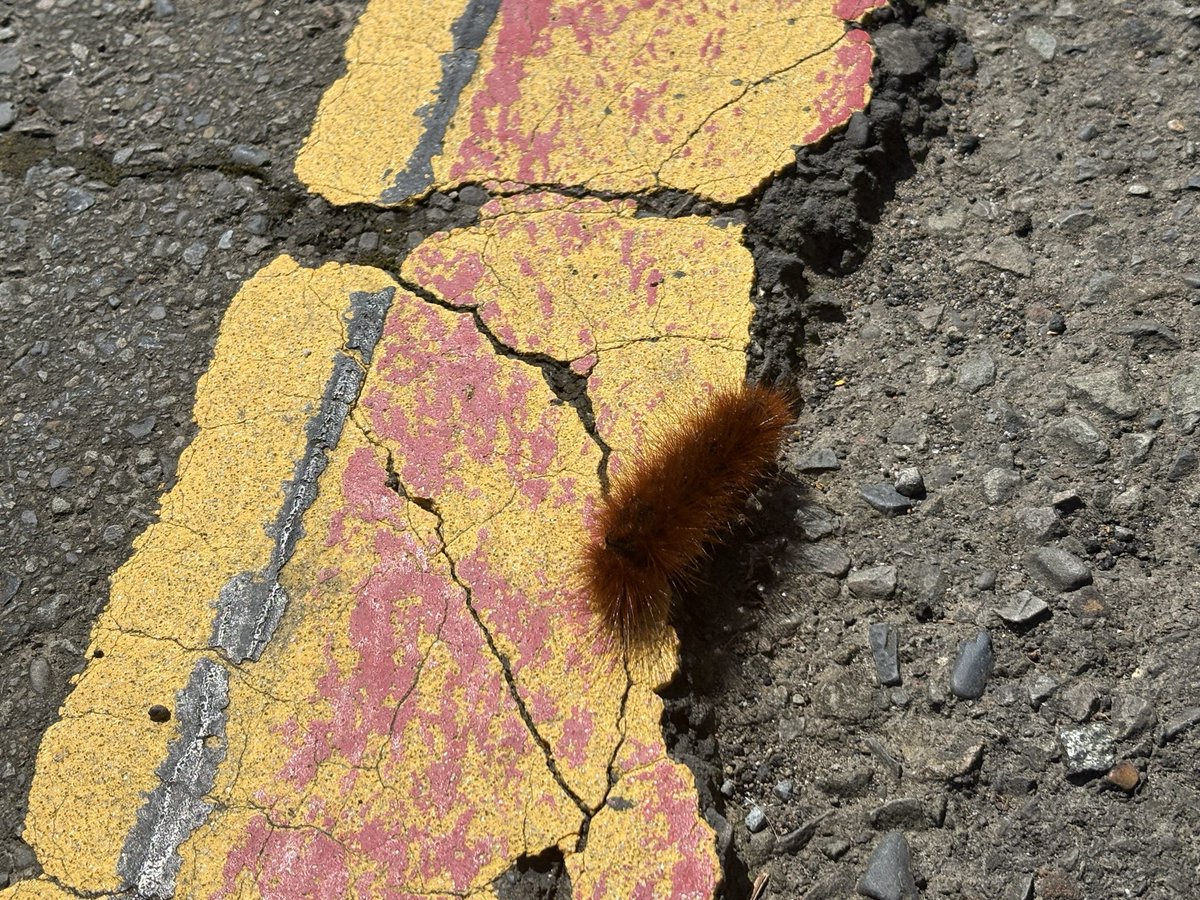 m8603123's tweet photo. #Caterpillar https://t.co/bi33ABL1W2