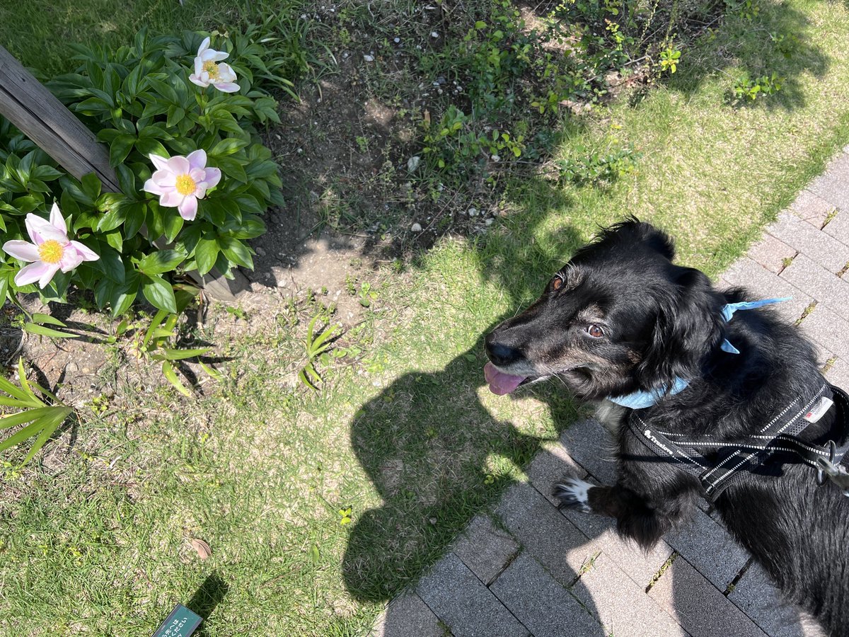 ゴールダー犬のEma｜横浜暮らし tweet media