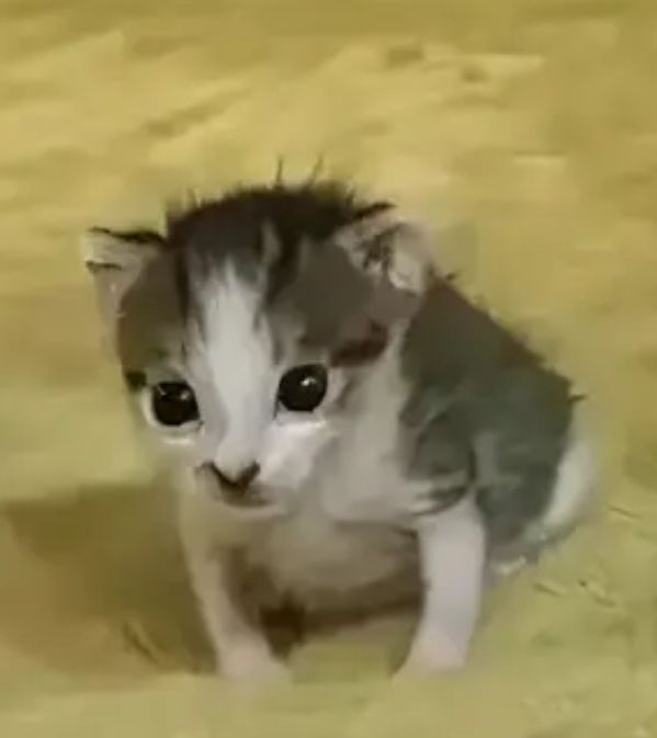 간내사망 🍁 b̟̬͔͎͖͔̬̗̥̦̘̿̑́͊̃̑̏b͎̟̳̰̞̰̤͚̪̃̀̿͑̂̈́̔̂͑b̀̏̾ tweet media