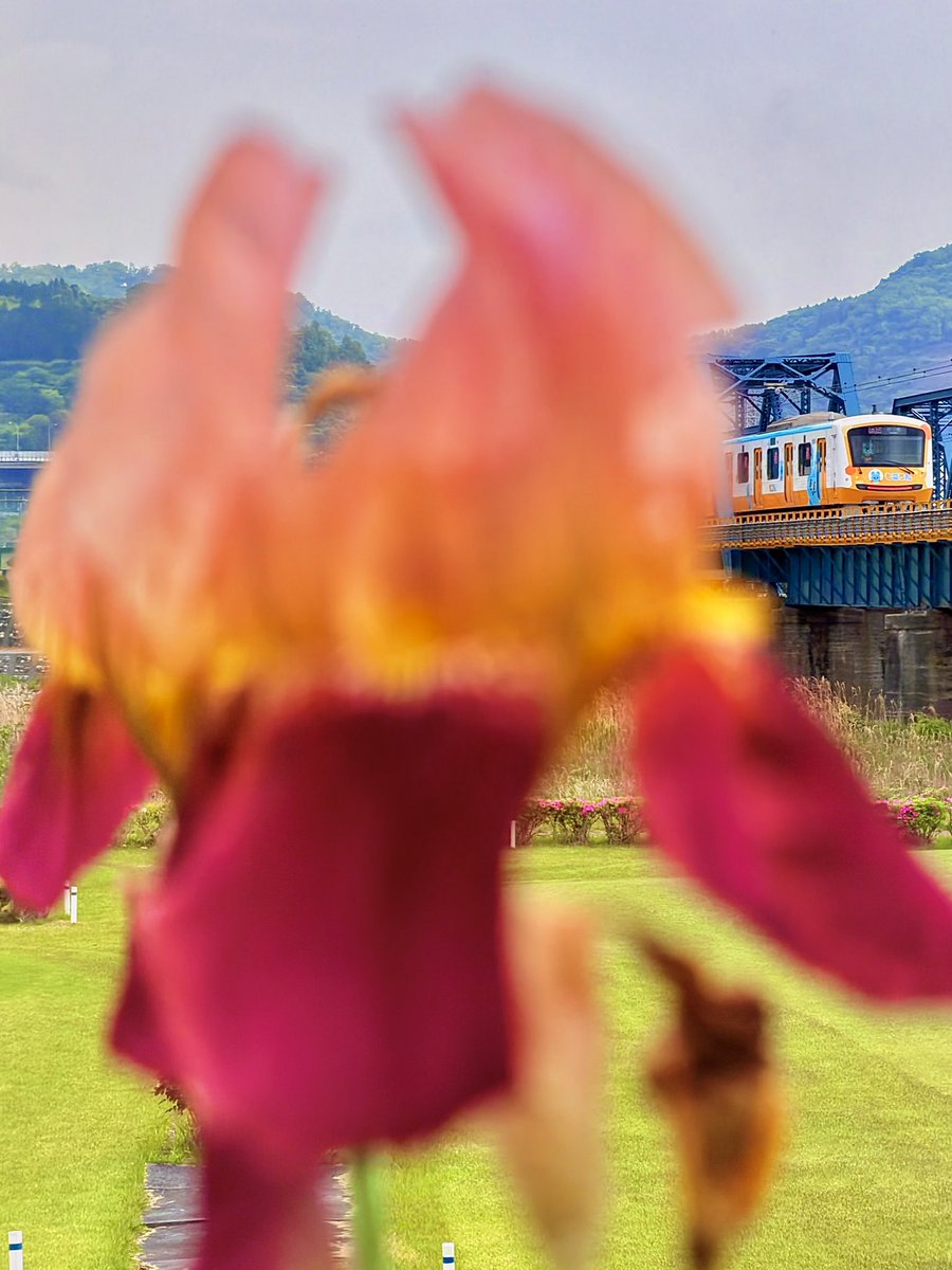 花がある風景と夕暮れを行く…もころん号 1枚目…アヤメをドカンと…も