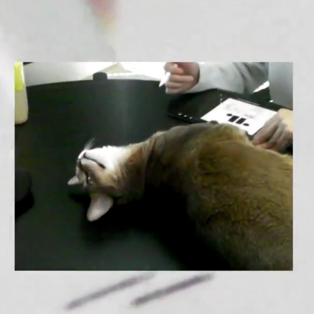 พาวพาว 🐈⬛ tweet media