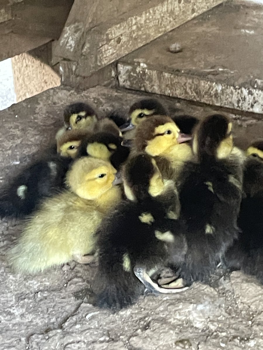 guybead's tweet photo. Muscovy Ducklings Available, born May 9, 2026
Parents are so much fun to watch.
We currently have 15 ducklings, located in Browns Valley, CA
Serious inquiries only; Contact us if interested https://t.co/IRtAUZySjn