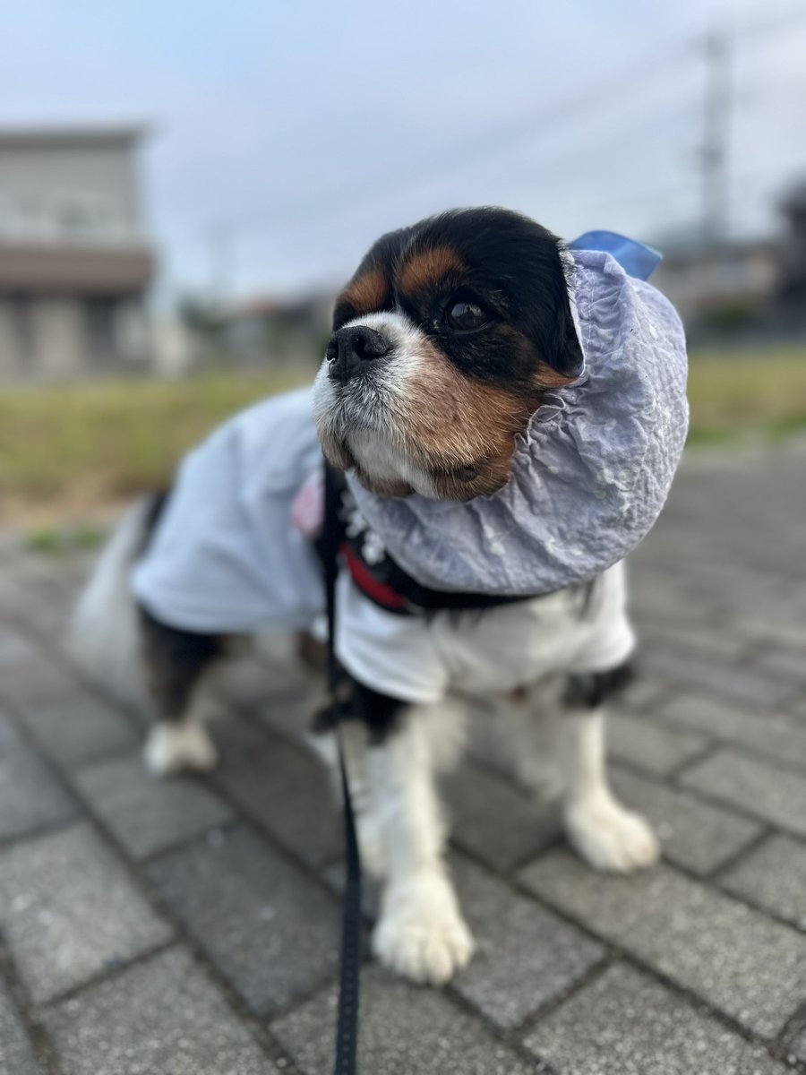 イヌもみーくん。 tweet media