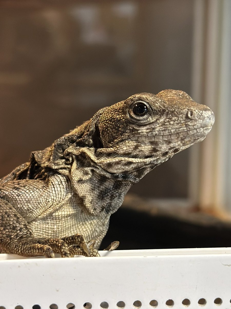 THE REPTILES HOUSE tweet media
