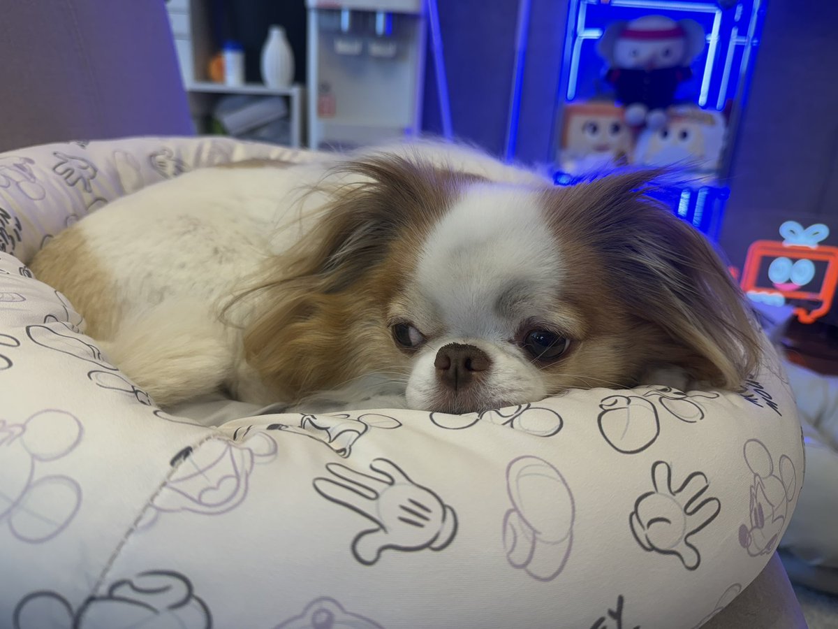 さあちゃん (@yume_piglet) / Posts / X