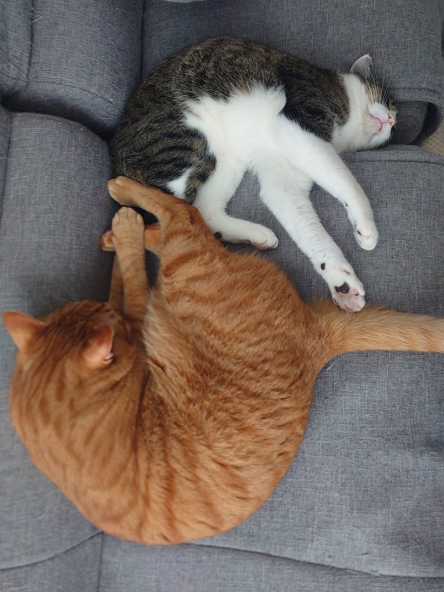 猫のいる暮らし tweet media