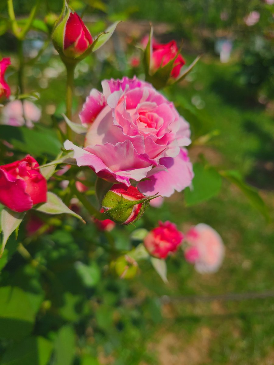 nzkchun's tweet photo. 薔薇の季節。

癒し。 https://t.co/5KuYVAmTMz