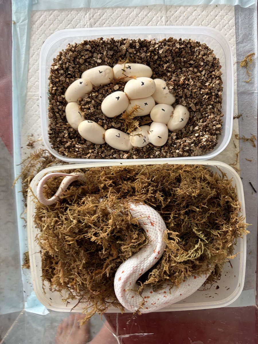Reptiles_lab's tweet photo. #コーンスネークパルメットダブルヘテロアメラニチャコール　同士のペアからの卵です。目指すは、#パルメットブリザード　　えっ？普通のブリザードとの違いはどこかって？？多分同じです笑。 https://t.co/Rwe5IDp0cr