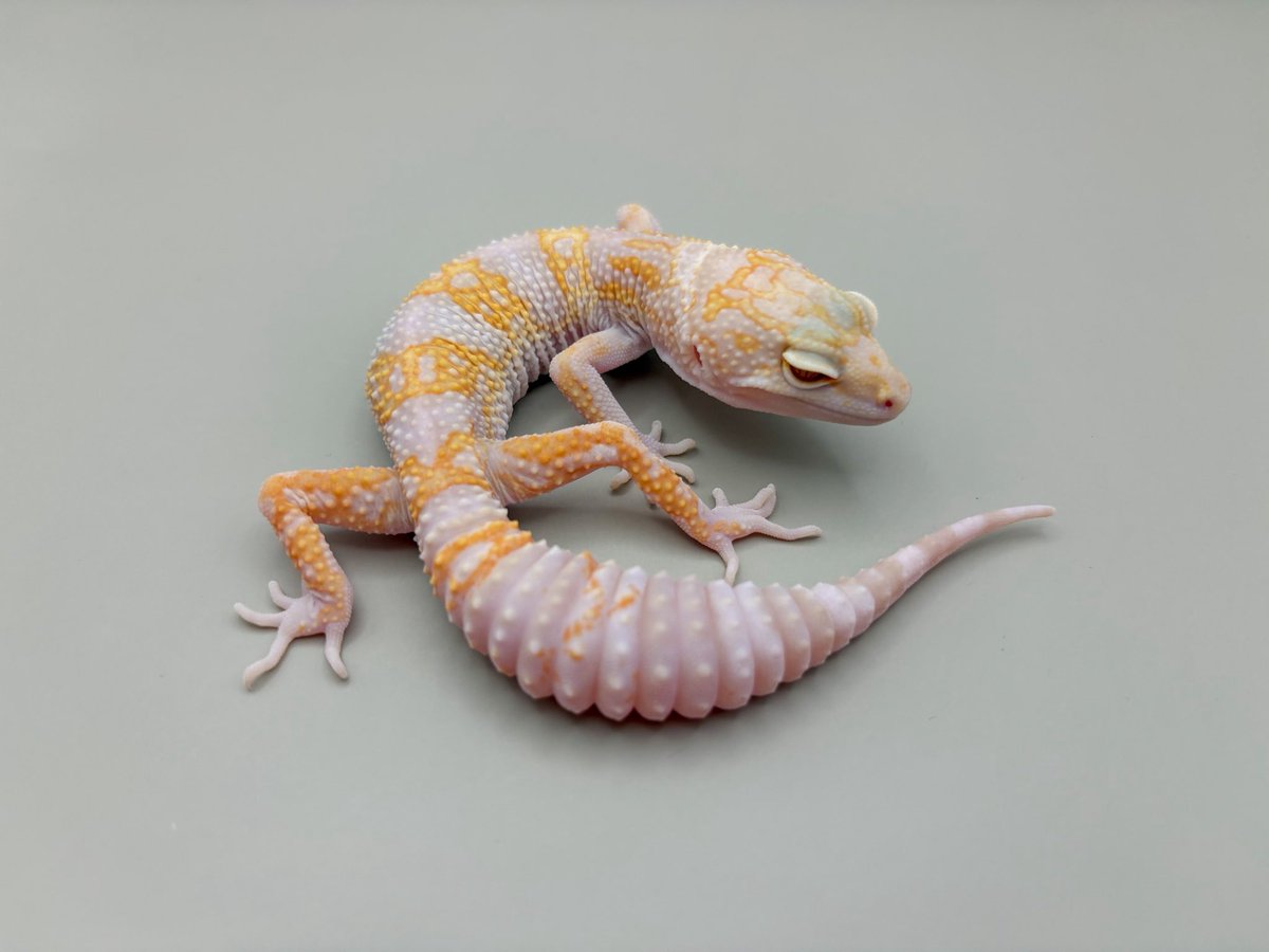 Blizzard Gecko🦎 tweet media