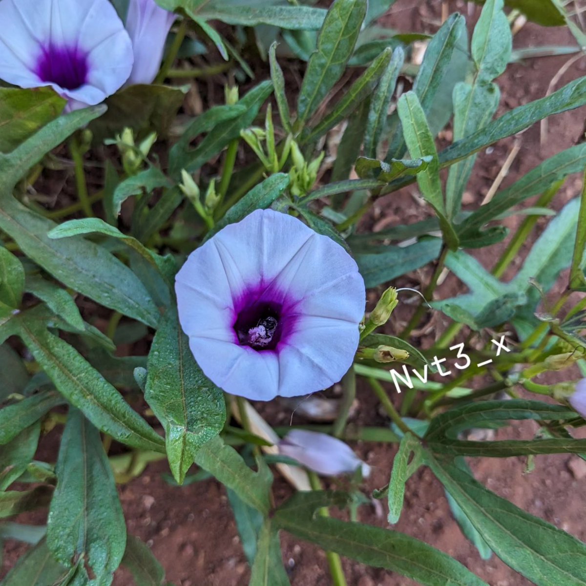 nvt3_x's tweet photo. Something you didn't notice in a sweet potato flower 🐝🪻 https://t.co/yOzKreTXhh