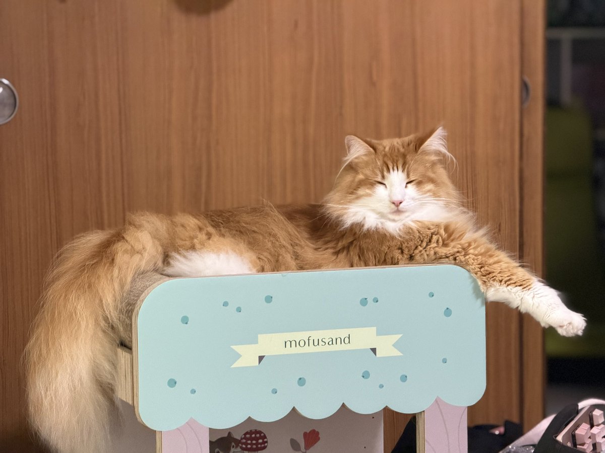 みみﾁｬﾝ🐰 tweet media