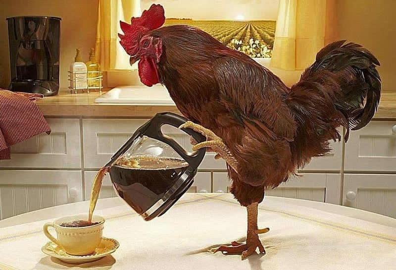 lamb_rafa's tweet photo. Una mañana sin cafe, no es igual. https://t.co/UI055H9sFb