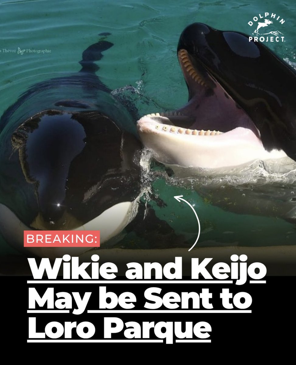 Dolphin Project tweet media