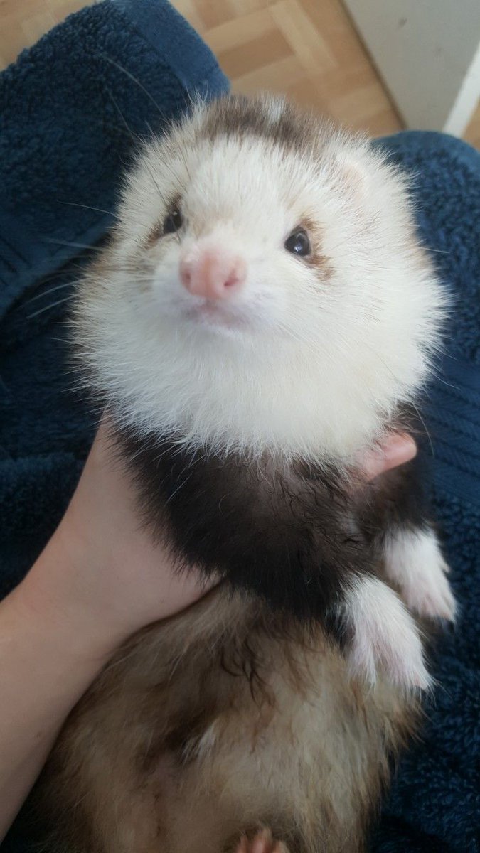 Ferret Every Hour tweet media