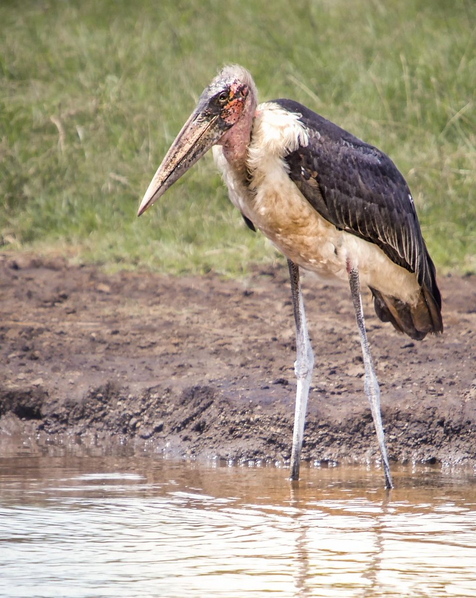 QENPuganda's tweet photo. 600+ bird species await! Expert guides know best spots. Start your birding journey now: https://t.co/SiYEJxXfbZ #queenelizabethpark #QueenElizabethNationalPark #QueenElizabethNationalParkuganda https://t.co/HyVC5I6IGe