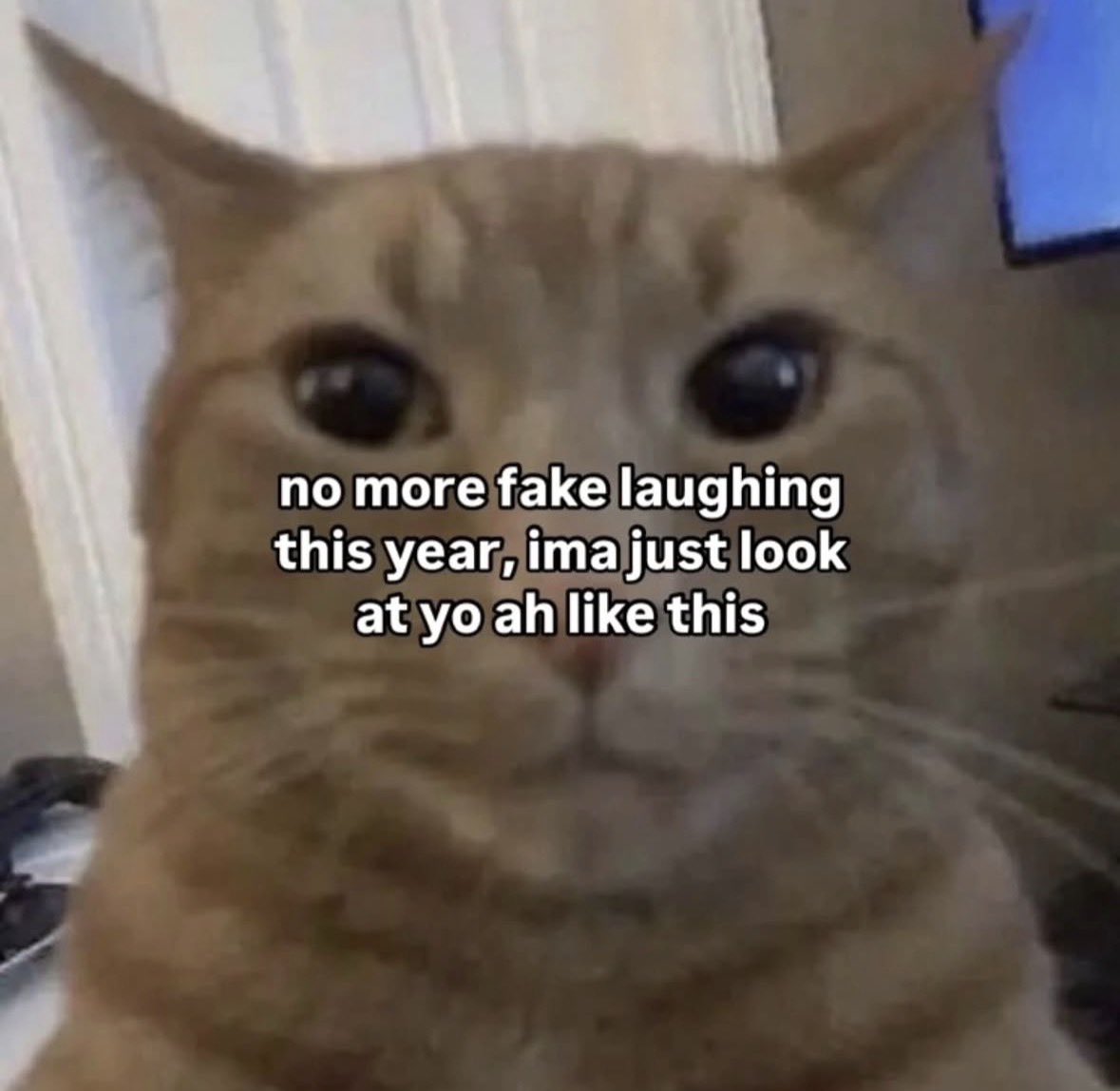 LiterallyMeCats tweet media