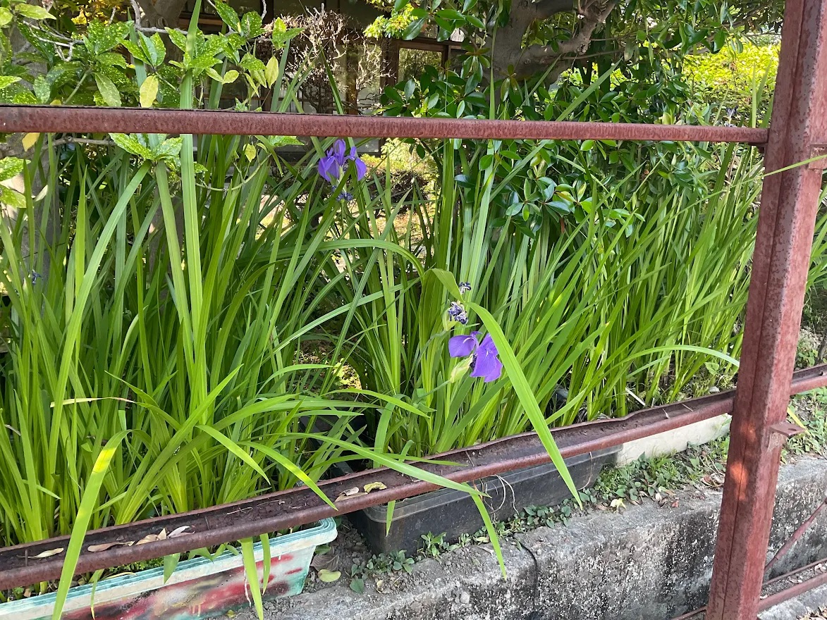 tsukuru138's tweet photo. 「つくる。」の庭では、カキツバタが鮮やかな紫色の花を咲かせました。
名前の由来は「書き付草（カキツケグサ）」が転じたものだそうです。

#つくる #古民家 #貸しスペース #のこぎり屋根 #一宮 #木曽川 #カキツバタ https://t.co/hlukKQLm13