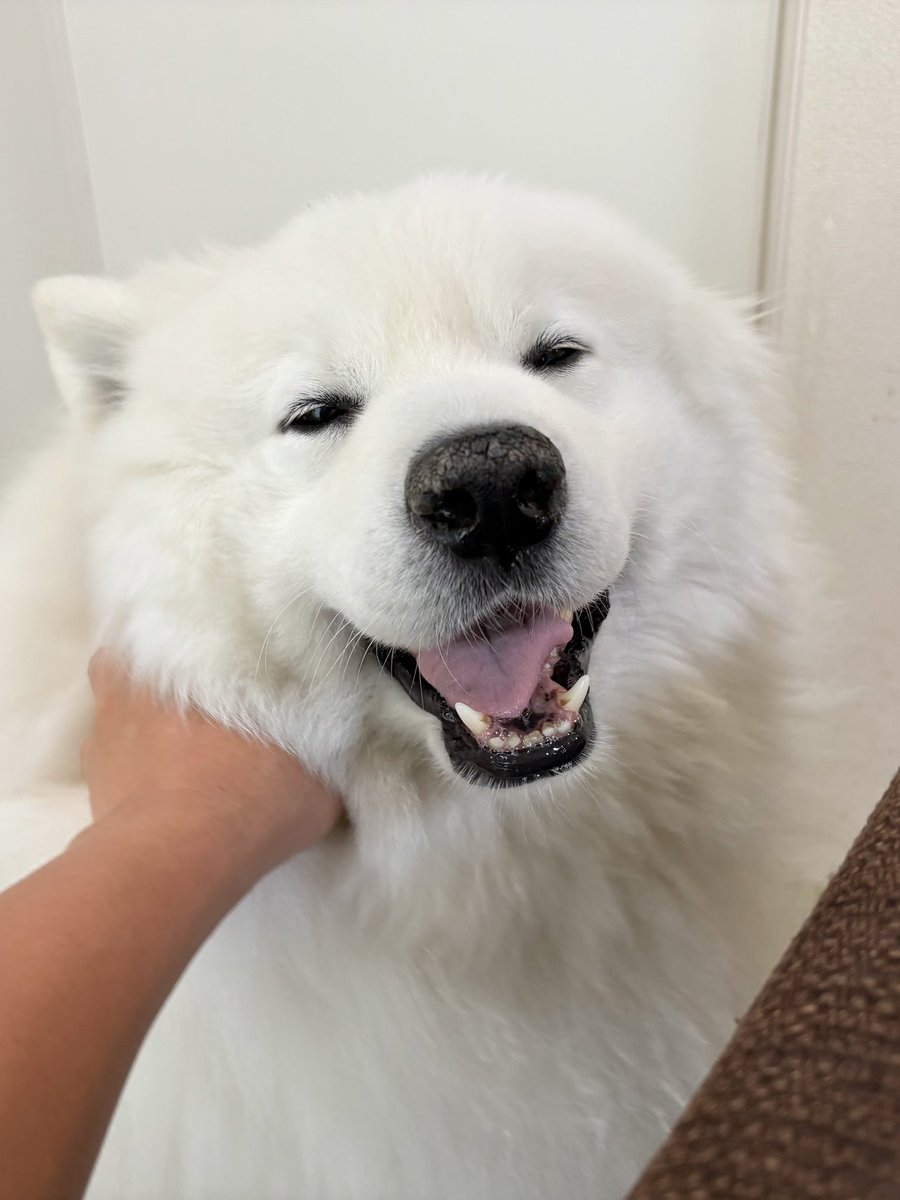 サモエドのサニー tweet media