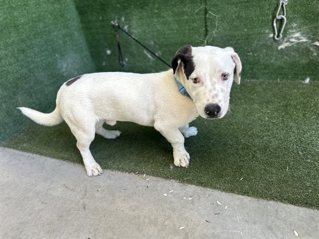 LancasterAnimalShelt tweet media