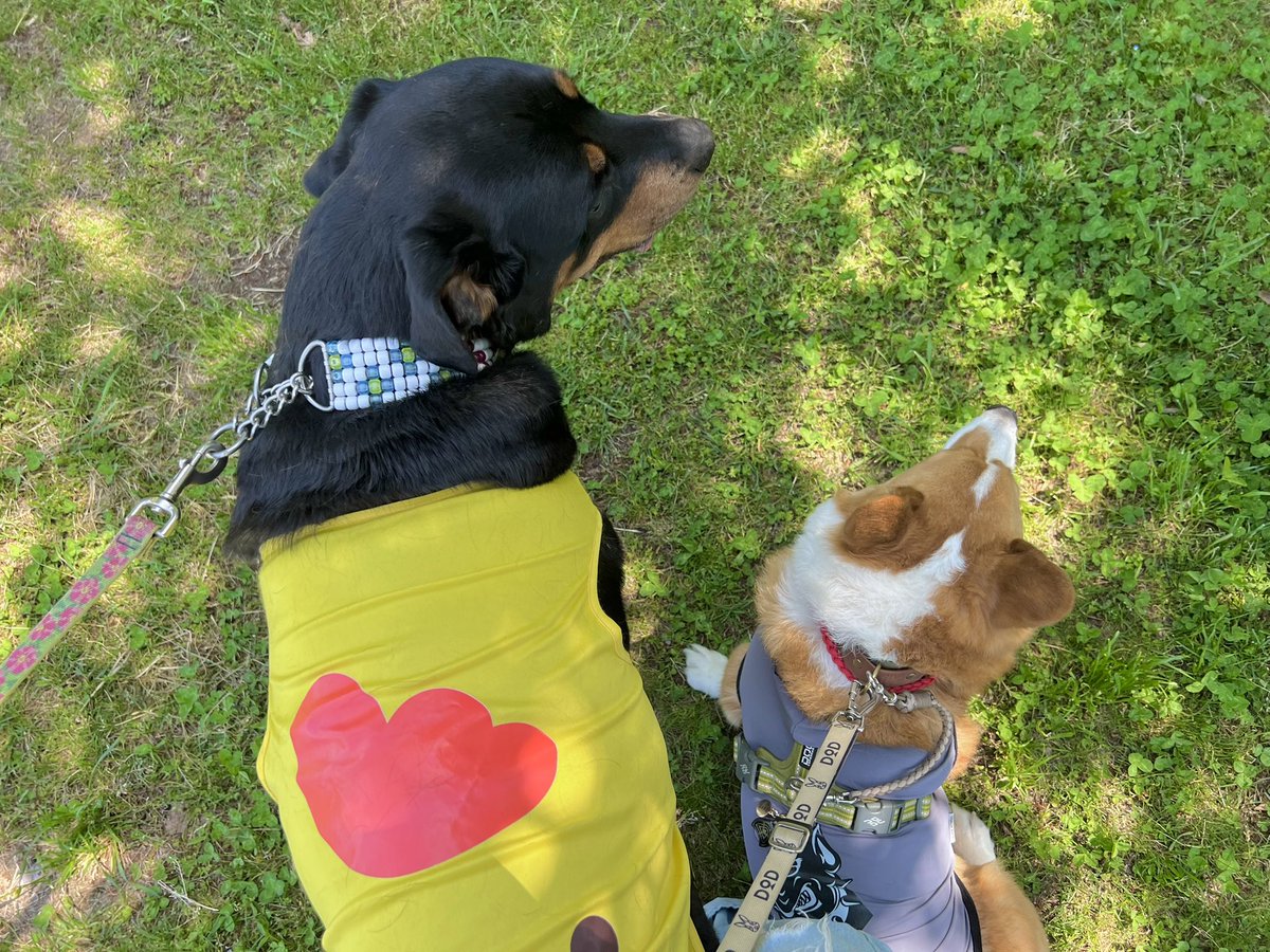ein2601's tweet photo. 今日の朝散歩はお友達と🐾
モッコウバラを見に行ってきたよ🌹
楽しかったね🥰
 #コーギー https://t.co/Yy5Gx1qrRk