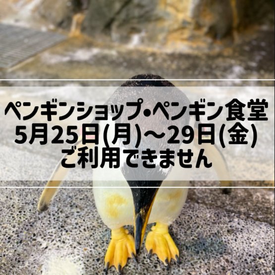 ペンギンショップ・ペンギン食堂の改修工事に伴い、5月25日（月）～29