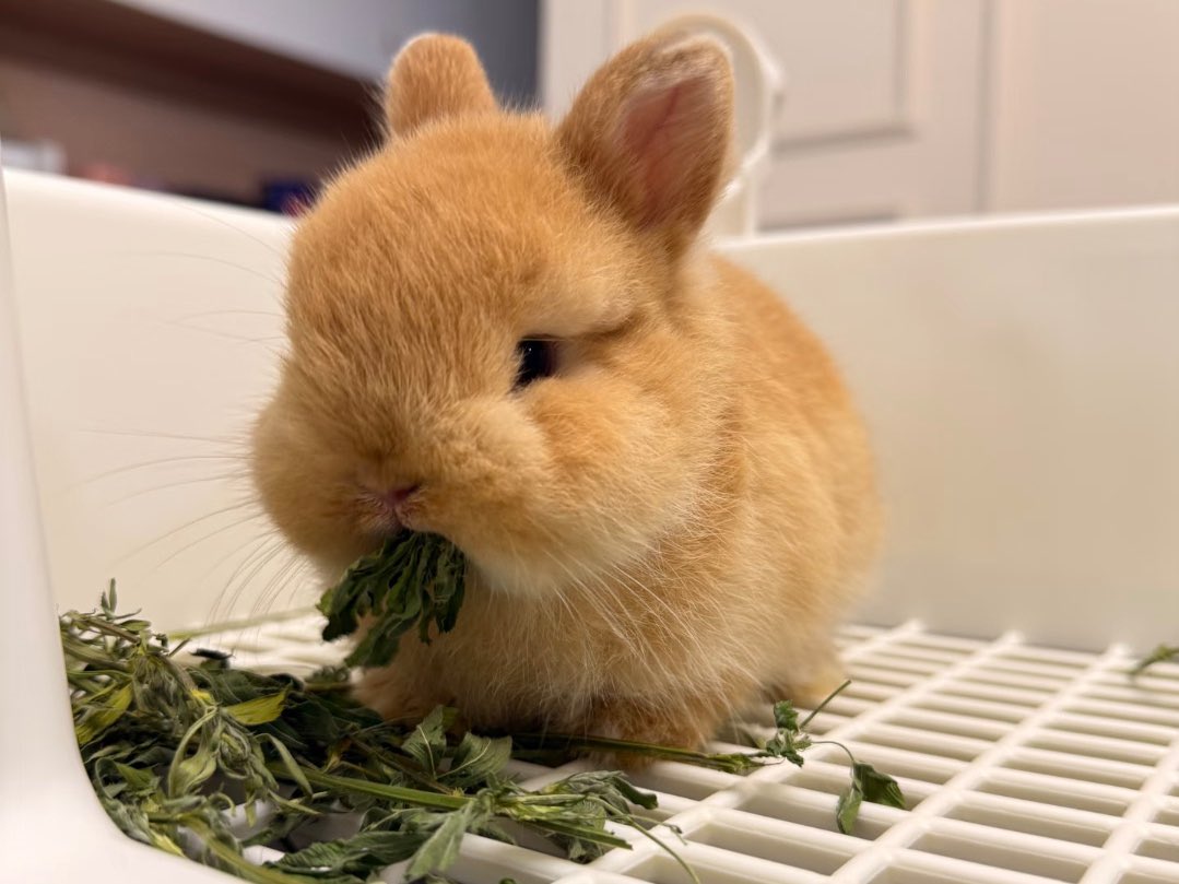 Kate 🥝🦊🐰💖💚 tweet media