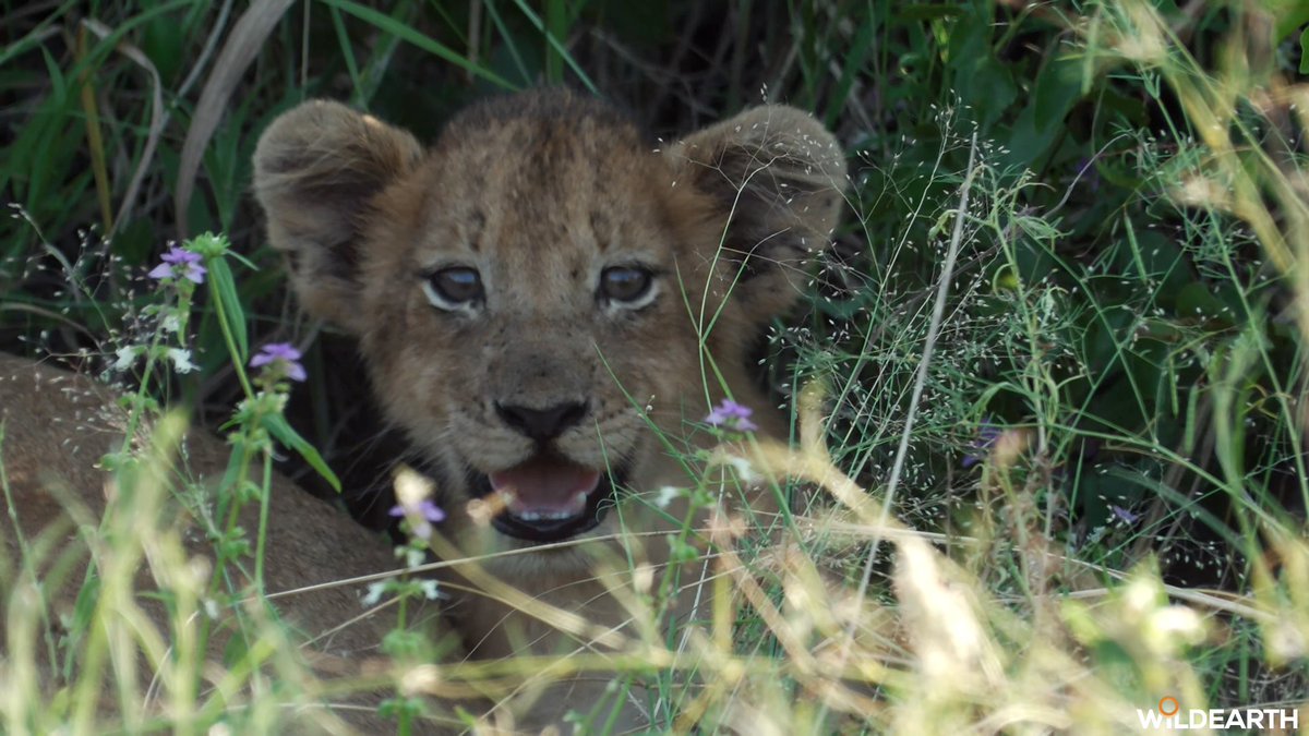 WildEarth tweet media