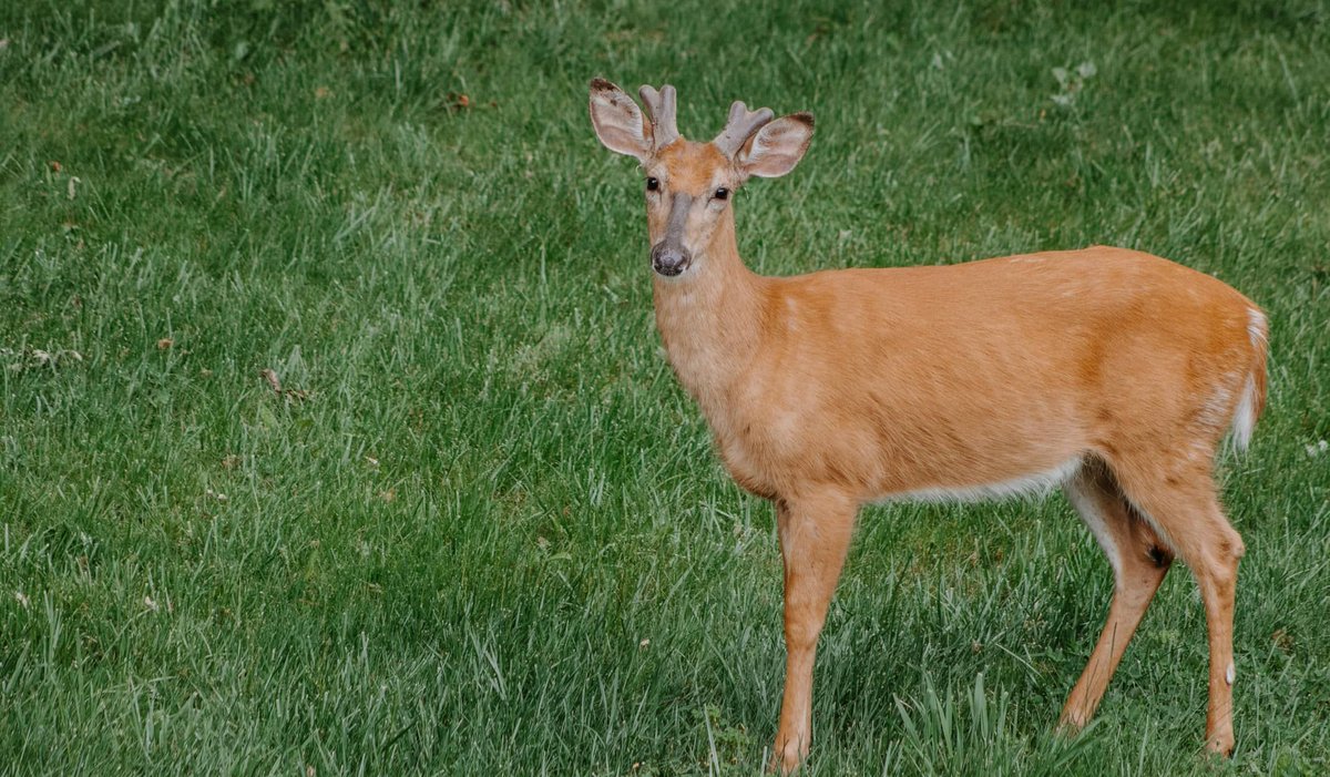 TrophyTracksApp's tweet photo. Antlers are 50% minerals. During the spring green-up, bucks actually "borrow" calcium from their own skeleton to grow their rack. 

Don't make them choose between survival and antler inches. 

The science of deer mineral sites: https://t.co/tyhNAz3mzU https://t.co/KO49KwAerl