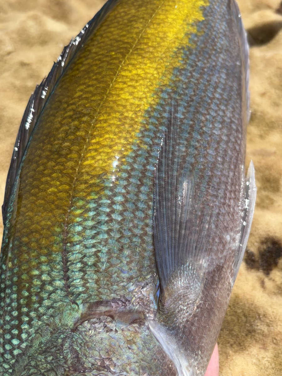 輝風丸商店 | 漁師直送一本釣り鮮魚 tweet media