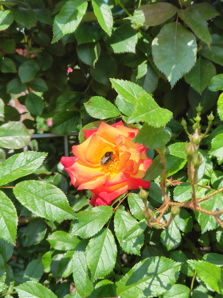 Mirugu2's tweet photo. 毎年恒例の庄堺公園の薔薇園 https://t.co/s3gYxCNYzm