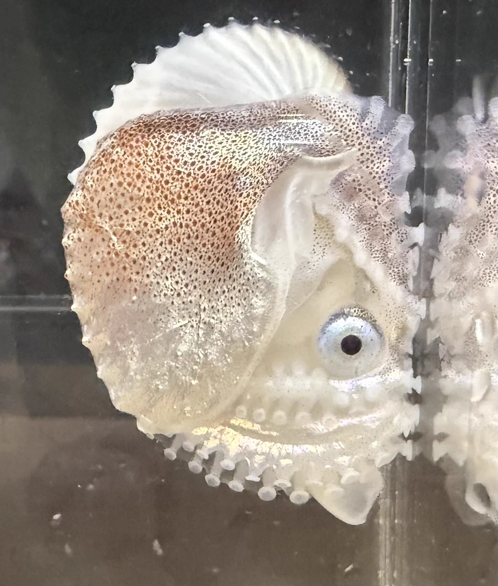 サンシャイン水族館 on X: 