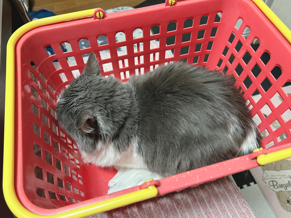 goth_make's tweet photo. カゴの中に入って寛ぐのも好きだそうです☆🧺

#MIHALBLOG #猫好きさんと繋がりたい #猫 https://t.co/aR2Folzcf4