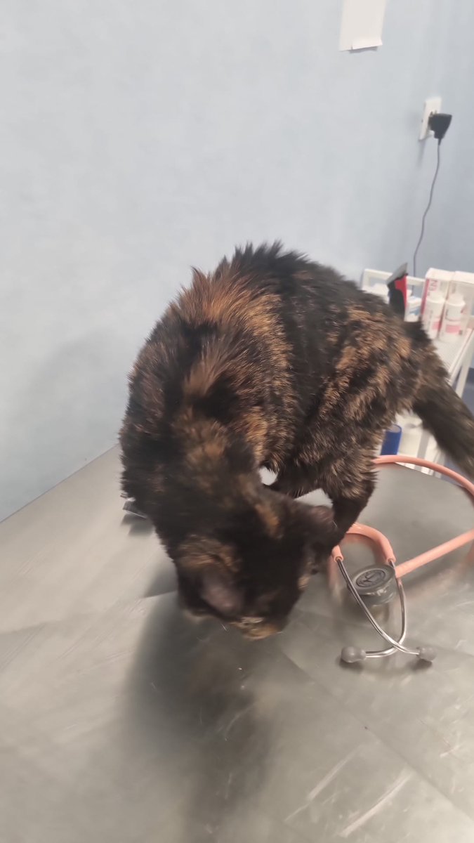 🐈🐈la casa di Mosè e gli angeli di Stranumana🙏💛 tweet media