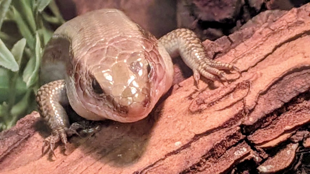 🍀mikinene🦎🦗 tweet media