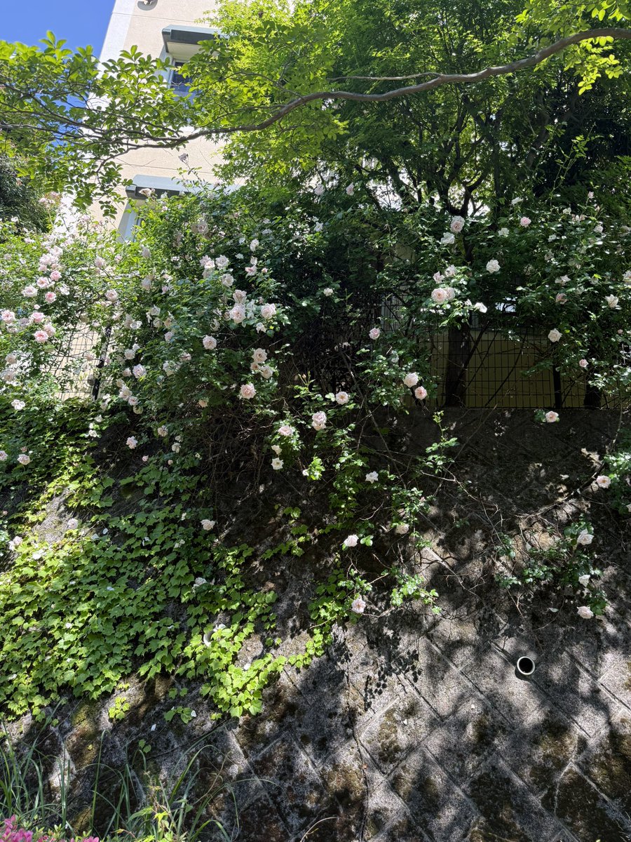 ピンキー🍀🕊️ tweet media