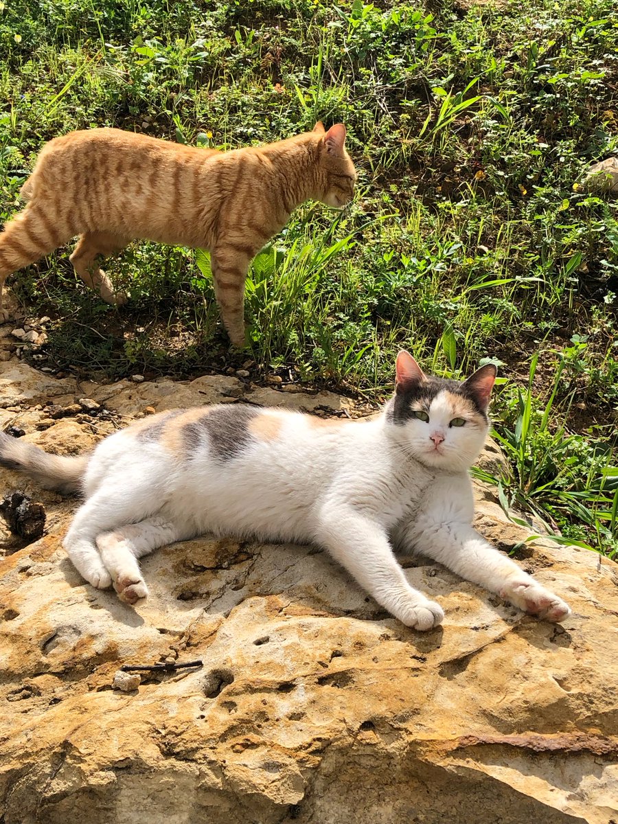 marie_nassar's tweet photo. Good morning X-Friends…Happy Saturday 🌼🍃☕️🐈🐈☀️🤎🤍🧡
My photo 📸

#SaturdayMorning 🌼 #CoffeeTime ☕️ #CatsLover 🐈🐈 #HappyWeekend ☀️ #StayPositive 💛 #BeKindAlways 💐 #PeaceAndLove 🕊️ https://t.co/oNyRPHpfLf