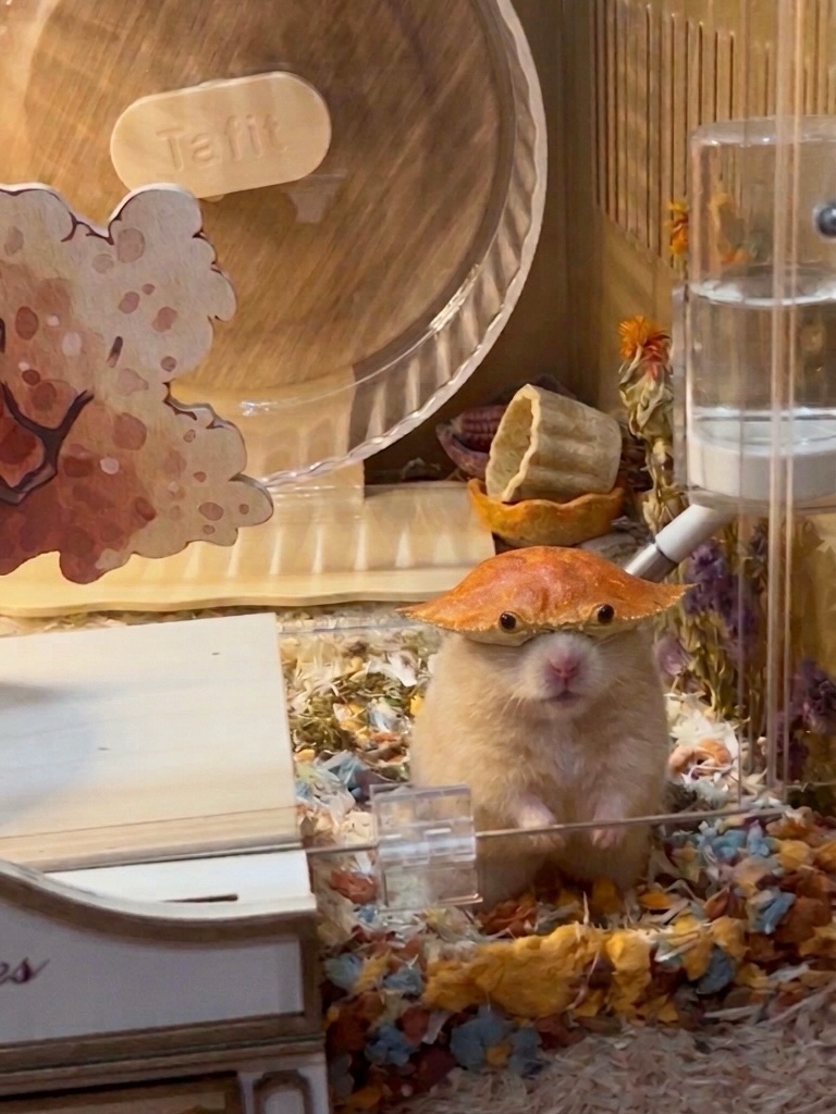 Tweets Of Hamster tweet media