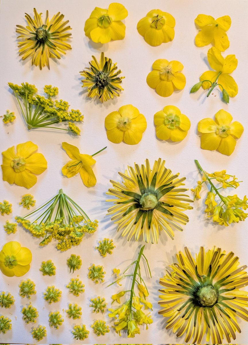 SoapyMuffinn's tweet photo. I like to pick flowers to dry them and turn them into stickers :) https://t.co/hseKP99ZiJ
