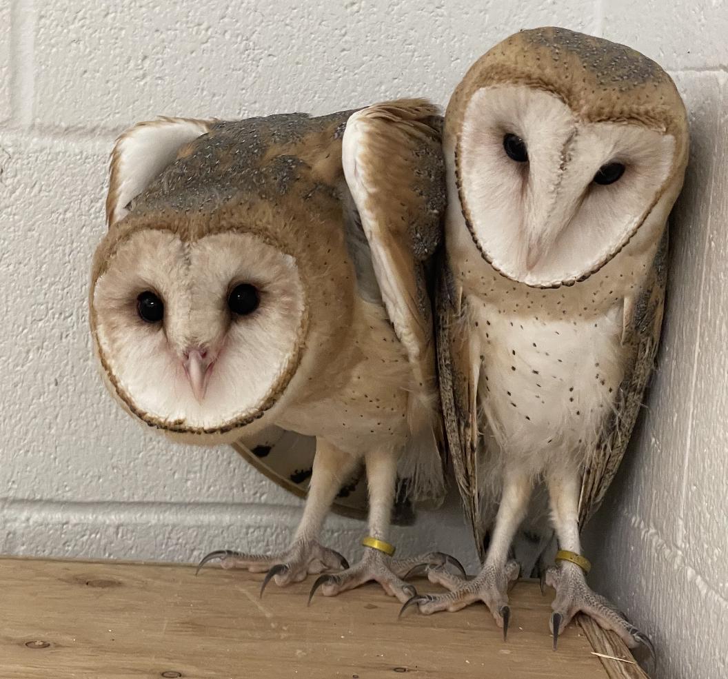 Daily Owls tweet media