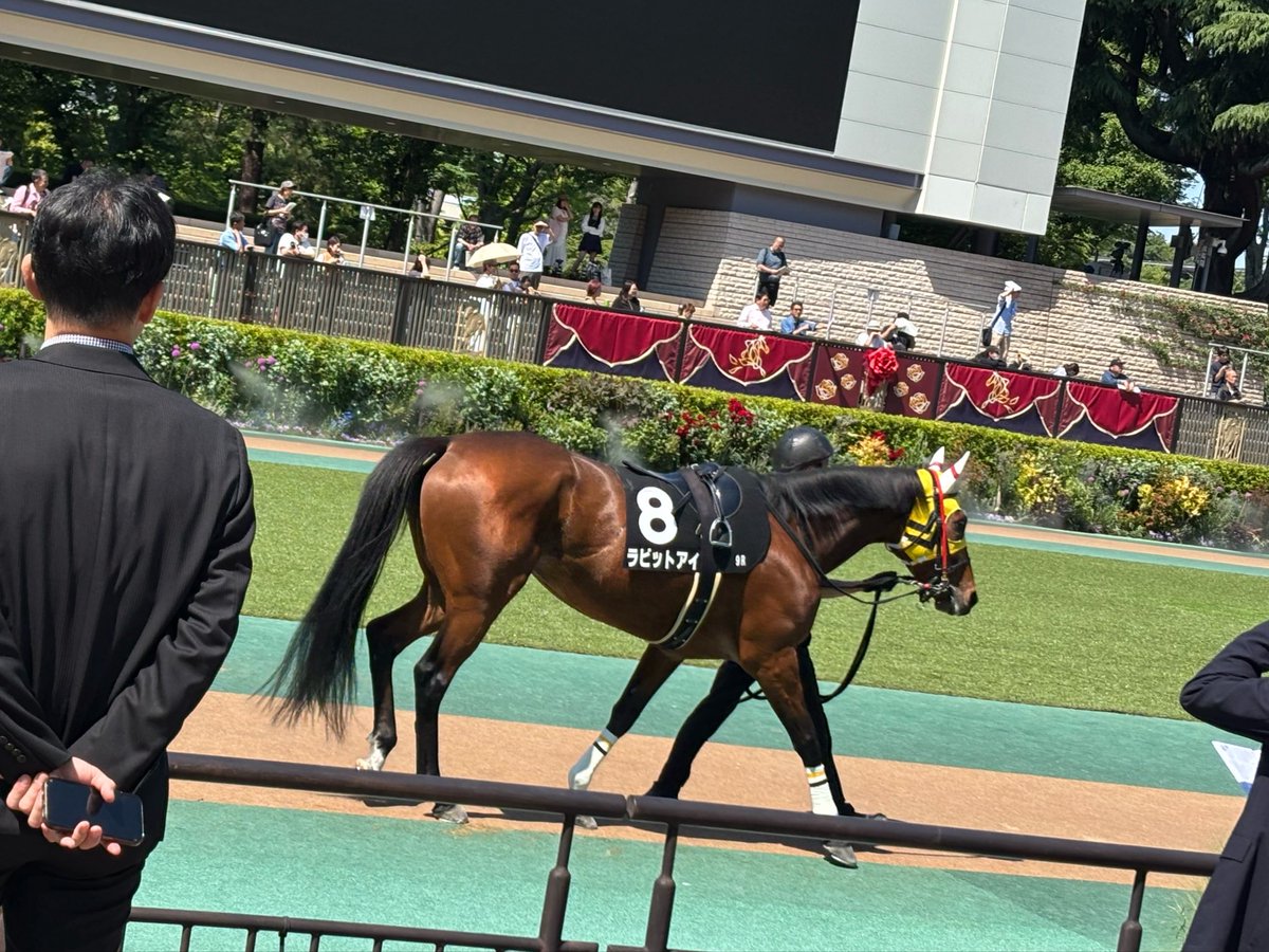 tclionuma's tweet photo. ラビットアイです。
休養明けを叩いて良化ムードが漂います！
勝負服柄のメンコがお似合いです✨
1レースのオーシャンステラに続いて頑張ってくれたらと思います。 https://t.co/K8VpKkp2FL