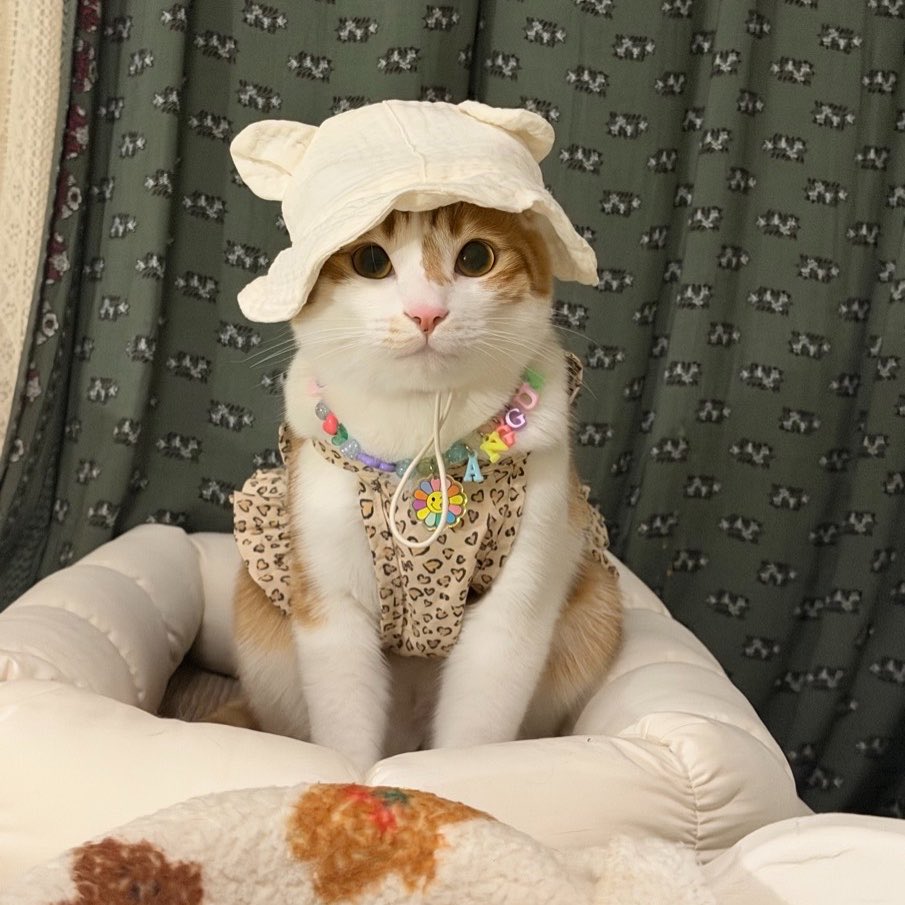 째앙금 tweet media
