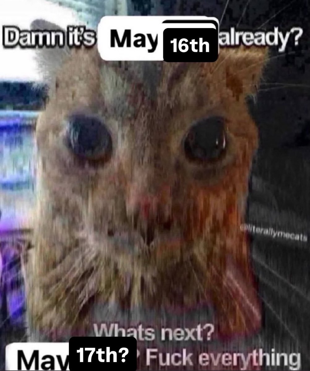 LiterallyMeCats tweet media