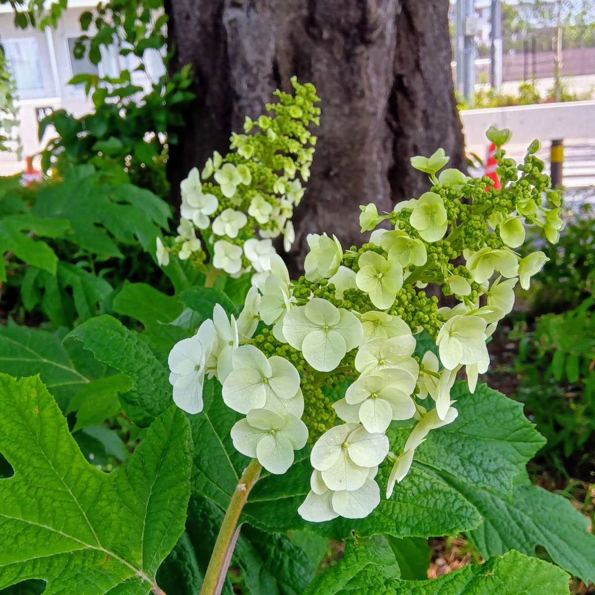 ParksTakaido's tweet photo. サクラ花壇に素敵なお花を発見！
咲き始めのカシワバアジサイとエキナセアが初夏の訪れを教えてくれているようでした。これらかどんどん色づいていくのが楽しみになります。 https://t.co/cTxe22MHTZ