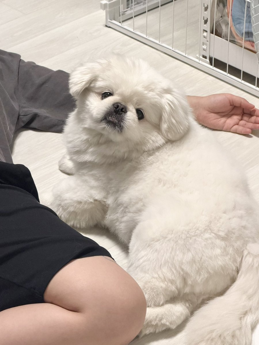 zzoggany's tweet photo. 낮잠 잘 자고 일어난 강아지는
감자샐러드와 다름없다 https://t.co/FcewqIqUDX