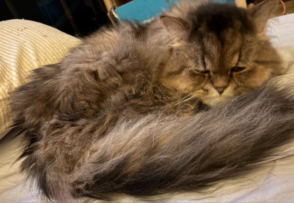 ヒゲ猫トマとウニ tweet media