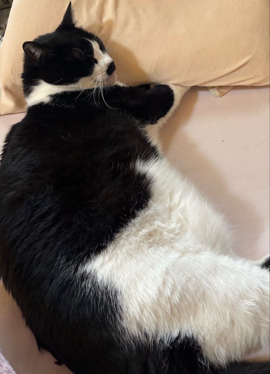 ヒゲ猫トマとウニ tweet media
