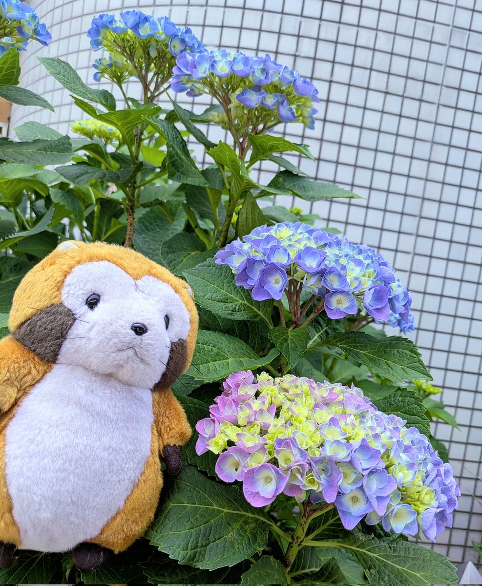 マイケル tweet media