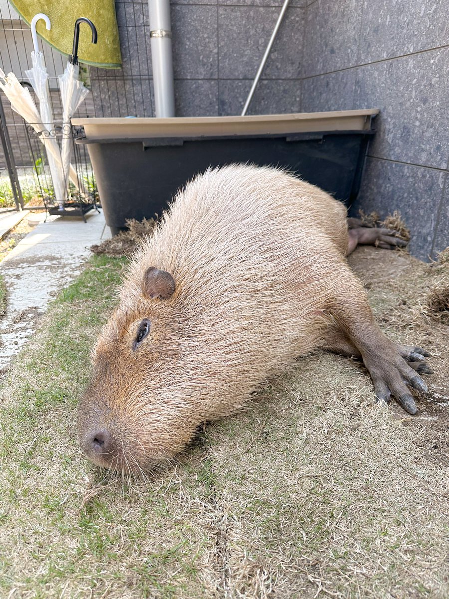 とんちゃんの定位置は芝生マットの上🌱 お洋服に土や芝がつくことが