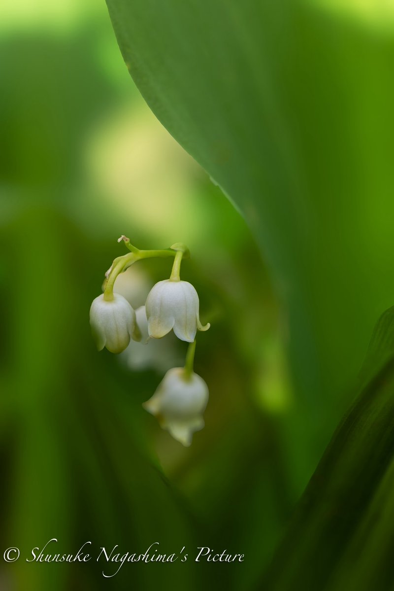 スズラン #kani_filter #Nikon #Z8 #阿蘇 #九州 #花 #初夏 #5月 #写真